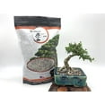 thumbnail image 3 of Shohin Bonsai Soil - 2 qt, 3 of 4