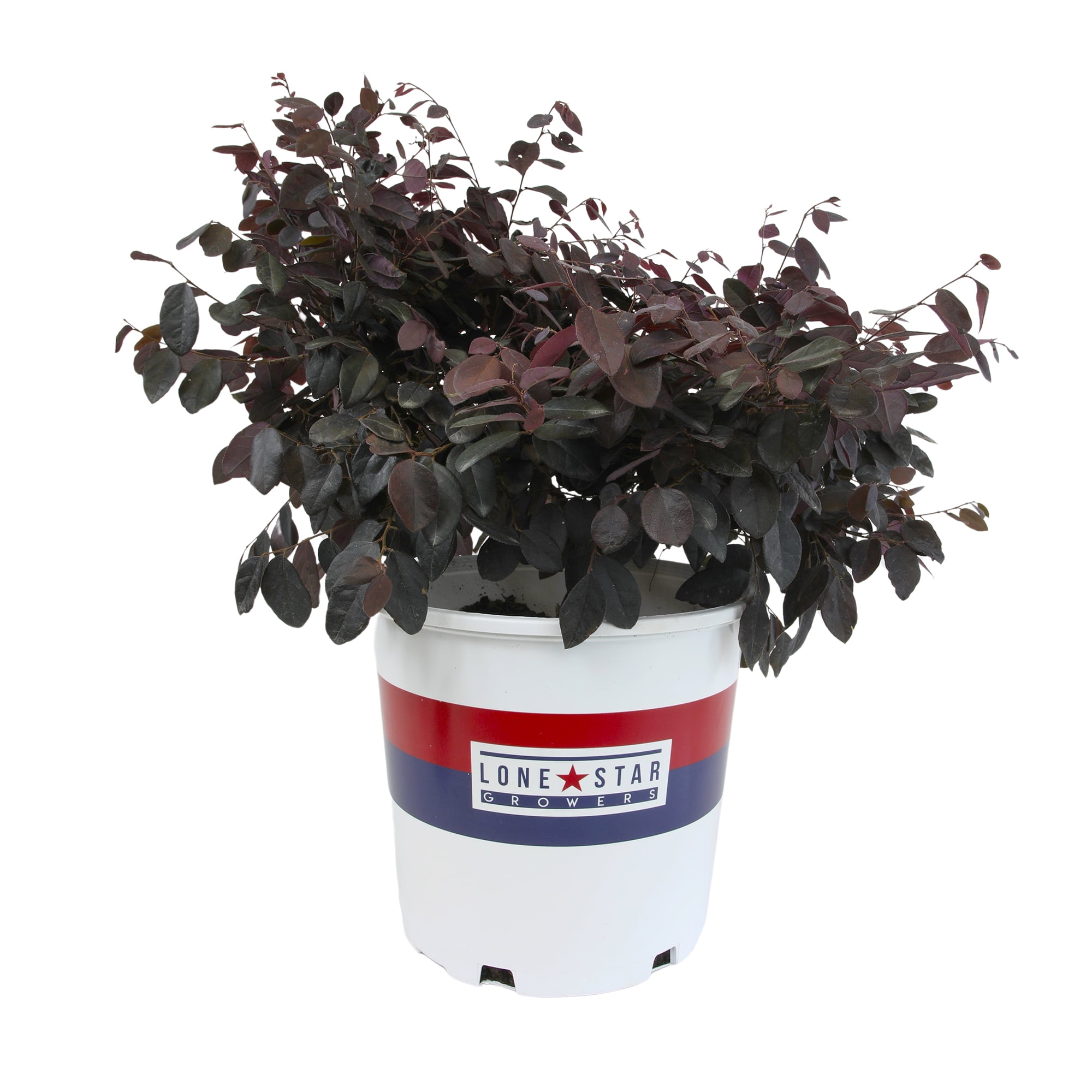 Lone Star Growers Dark Plum Loropetalum Cerise Charm Live Plants in Pot