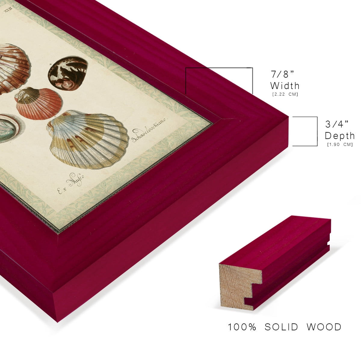Bookplate Shells III - Framed Print w/glass - Cherry Red