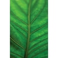 thumbnail image 2 of Erin Berzel 23x32 Gallery Wrapped Canvas Wall Art Titled - Leaf Detail V, 2 of 4