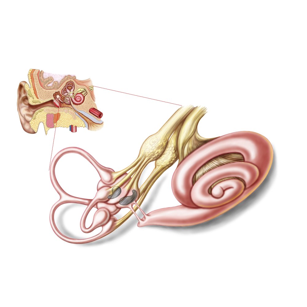 Anatomy of human ear, membranous labyrinth Poster Print (35 x 22)