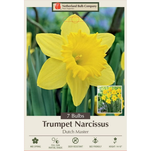 Dutch Master Daffodil 7 Bulbs - 14/16 cm Bulbs