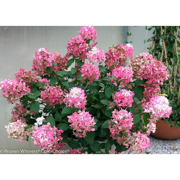 Fire Light Hydrangea Paniculata 3 Gallon Pot Proven Winners Walmart Com