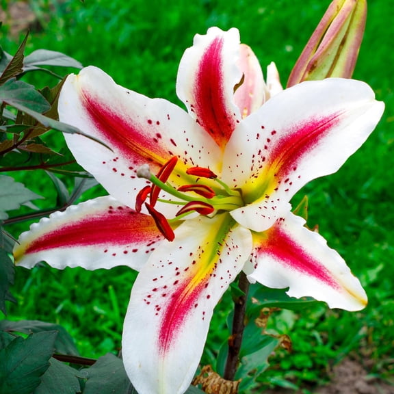 Easy to Grow Lilium Oriental Lily Playtime 3 Plant Bulbs, Summer Zones 5-9