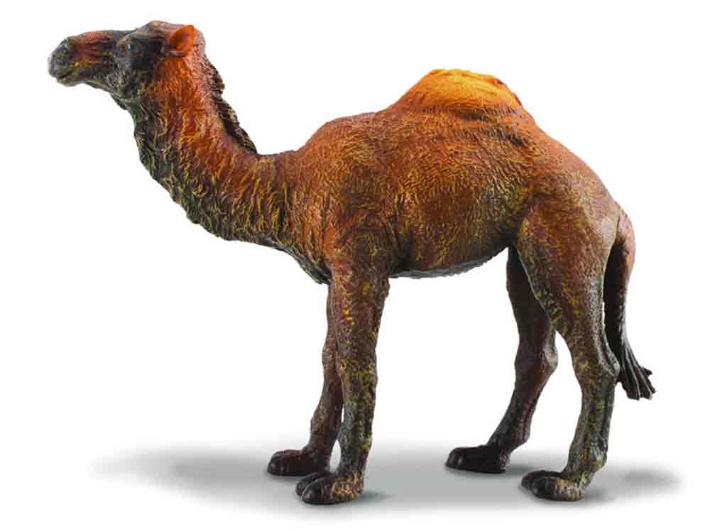 CollectA Wildlife Dromedary Camel Toy 