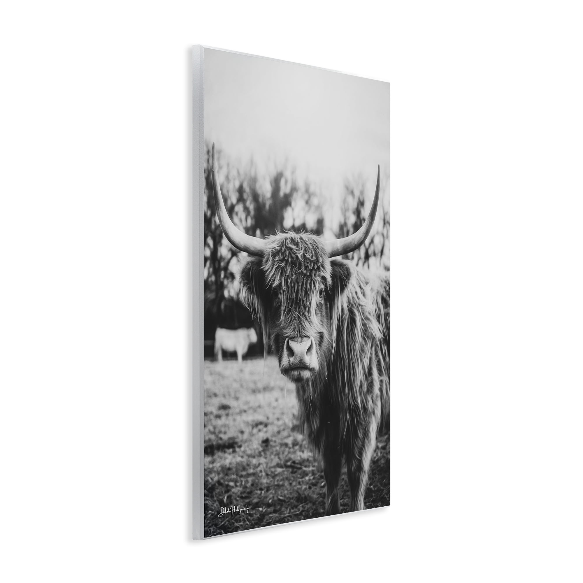 Stupell Industries Peering Highland Cattle Wall Plaque Art, design by Dakota Diener