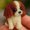 Dog-C, variant on Pet Dog Bead Embroidery Kit, Beginner-Friendly Pet-Themed Beaded Craft Set with Step-by-Step Guide, DIY 3D Beadwork Kit for Craft Lovers