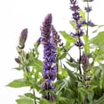 thumbnail image 3 of Expert Gardener 1.5PT Blue Salvia Live Perennial Plant Sun 5 -Pack, 3 of 7