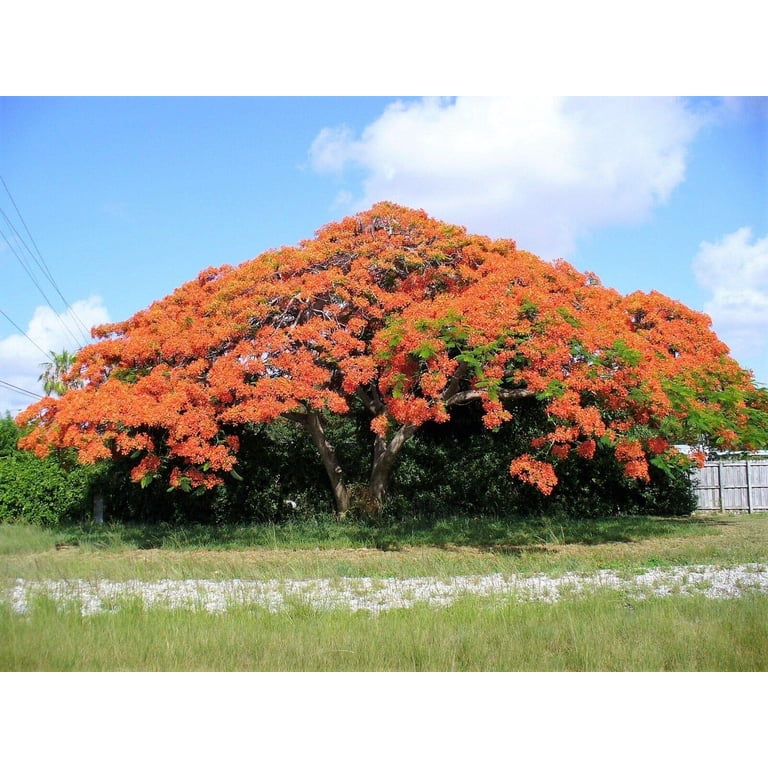 Jocadew, Royal Poinciana Tree Seeds, 10 Seeds, Vibrant Red Flowers
