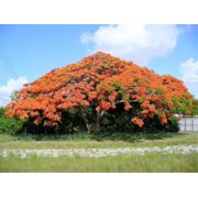 Jocadew 10 Royal Poinciana Tree Delonix Regia Plant Seeds