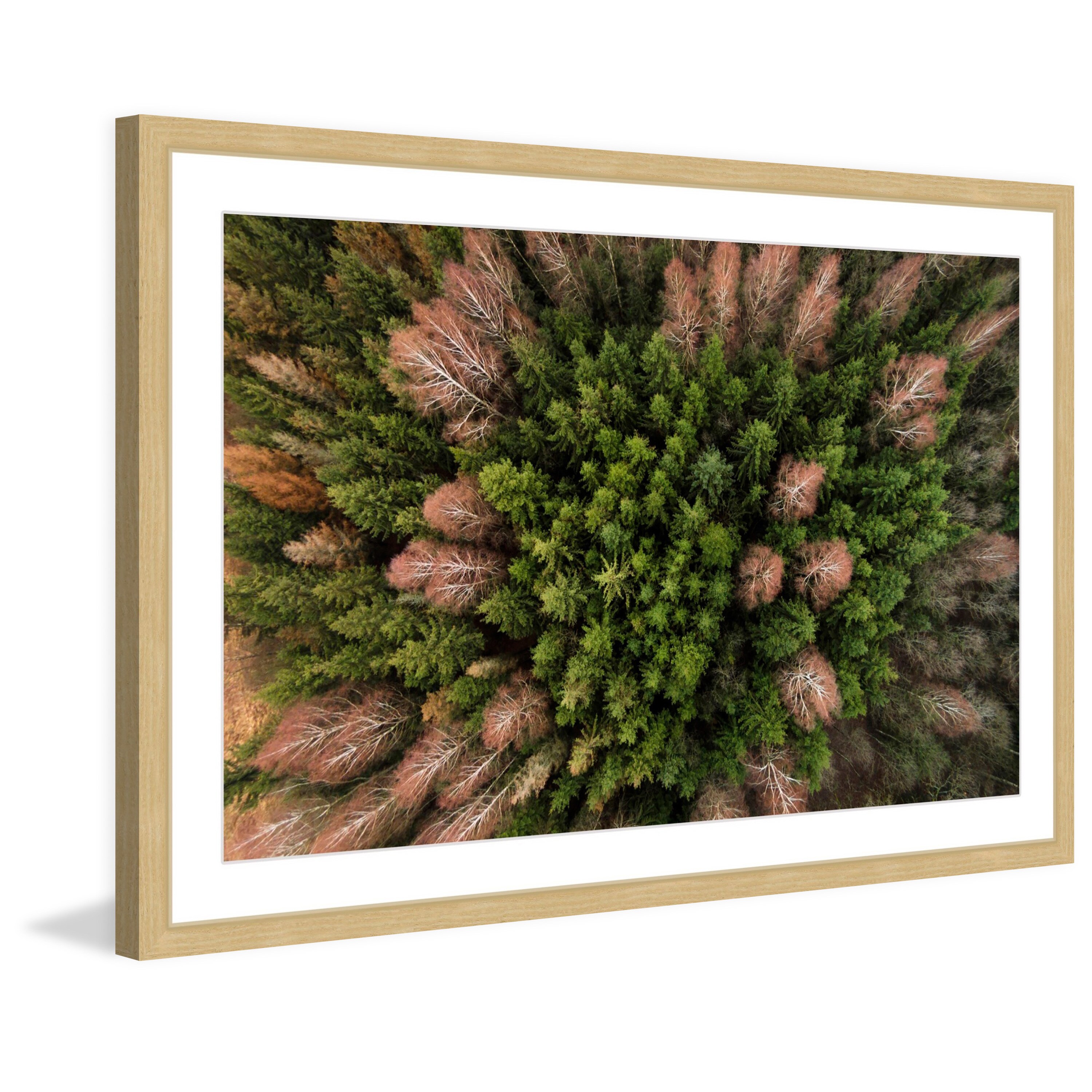 Marmont Hill "Feather Trees" by Karolis Janulis Framed Painting Print