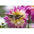 thumbnail image 2 of Lord, Fred 24x17 White Modern Wood Framed Museum Art Print Titled - Colorado White-lined sphinx moth feeds on flower, 2 of 4