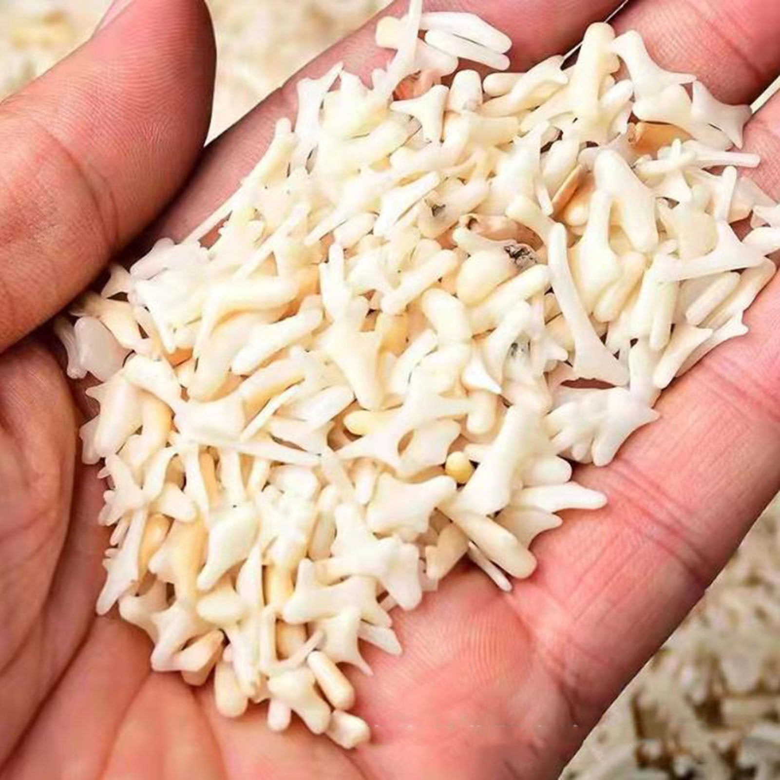 0.66LB Natural white coral gravel Fish Tank Sand Gravel Natural Aquarium Decorative Sand Gravel Rock for Aquariums Terrarium Garden Flowerpot Glassware Vases Decoration