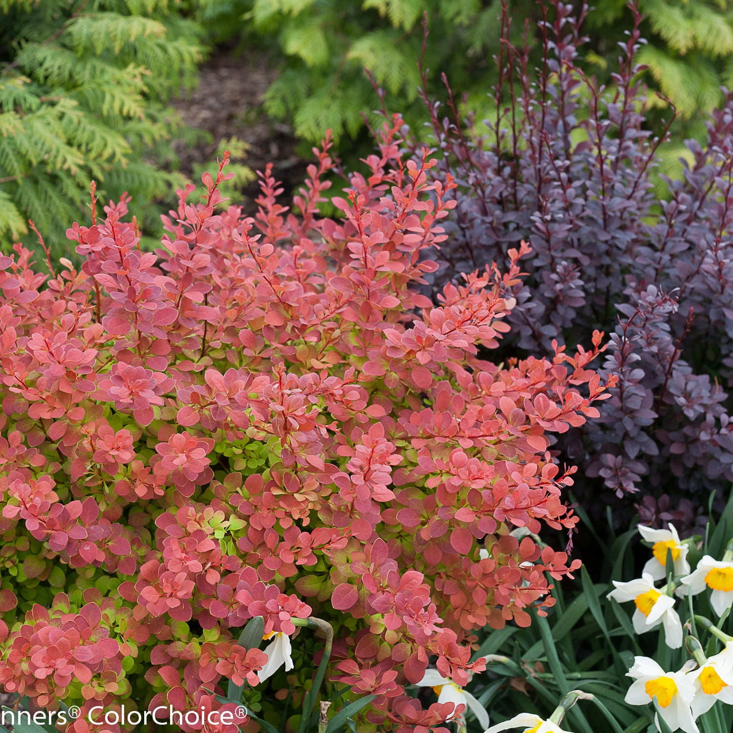 Proven Winners ColorChoice 5" Orange Sunjoy Tangelo Barberry Live Plant in 4.5" Pot (4 Count)