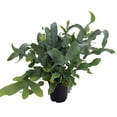 thumbnail image 3 of Blue Star Fern - 4" Mini Hanging Basket - Phlebodium aureum - Easy House Plant, 3 of 3