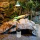 thumbnail image 4 of UPGRATOR De Para Reptiles Y En Material PP Negro Con Limpieza Sencilla Y Uso Decorativo, 4 of 7
