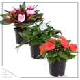 thumbnail image 2 of Live Flowering New Guinea Impatiens - Assorted (3 Plants Per Pack) - Beautiful Flowering Shade Flowers - 12" Tall by 5" Wide in 1 Qt Pot, 2 of 4