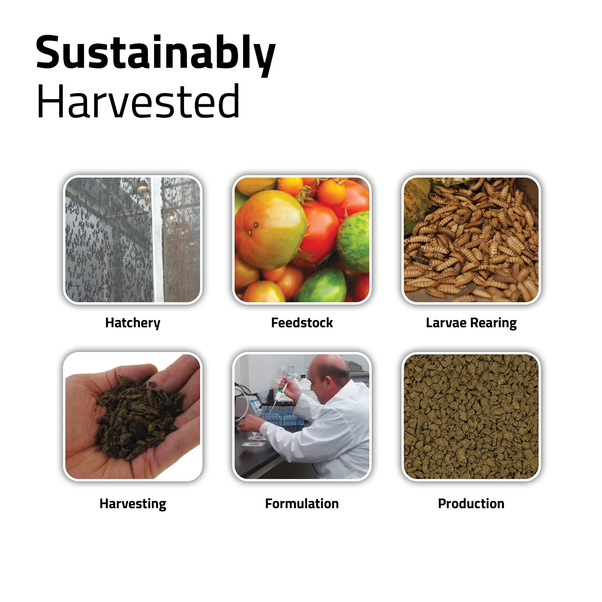 Fluval Bug Bites Goldfish Granules, 45 G