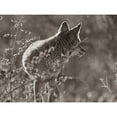 thumbnail image 3 of Fitzharris, Tim 24x19 Black Modern Framed Museum Art Print Titled - Coyote Scouting Sepia, 3 of 5