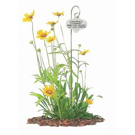 BOSMERE H436 Wren 24 in. Garden Stake with Stainless Steel Tag - Pack of 6