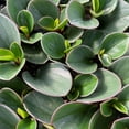 thumbnail image 4 of Peperomia Obtipan Green - Live Starter Plant in a 2 Inch Growers Pot - Peperomia Obtusifolia - Green Baby Rubber Plant - Elegant Indoor Houseplant, 4 of 6