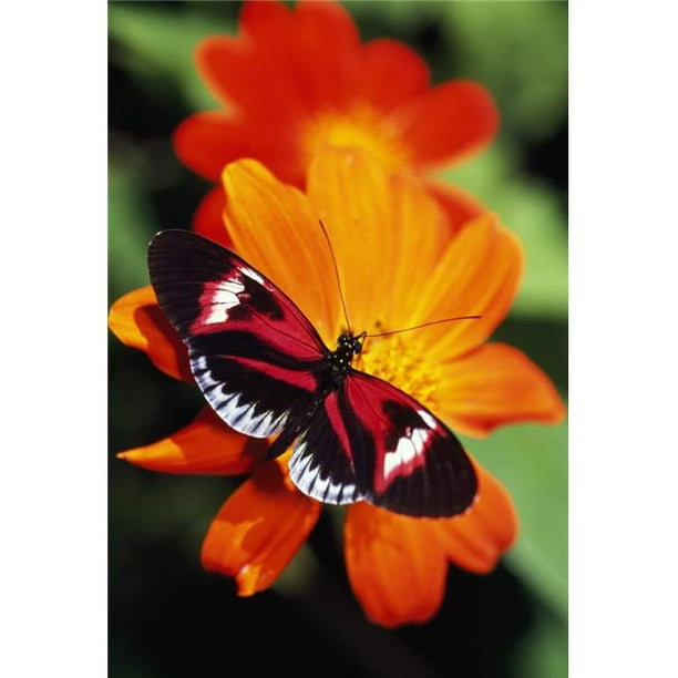 Posterazzi DPI1788880 Papillon sur Affiche de Fleurs par Sélection Naturelle Curtin, 12 x 18