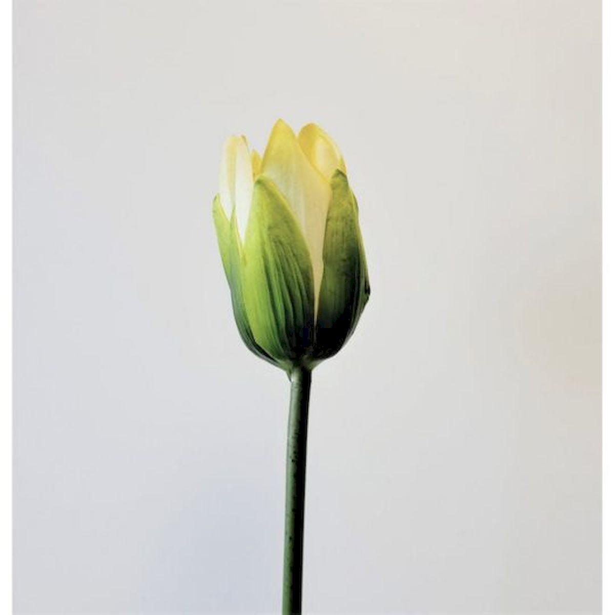 Light Yellow Lotus Flower Stem Artificial Flower