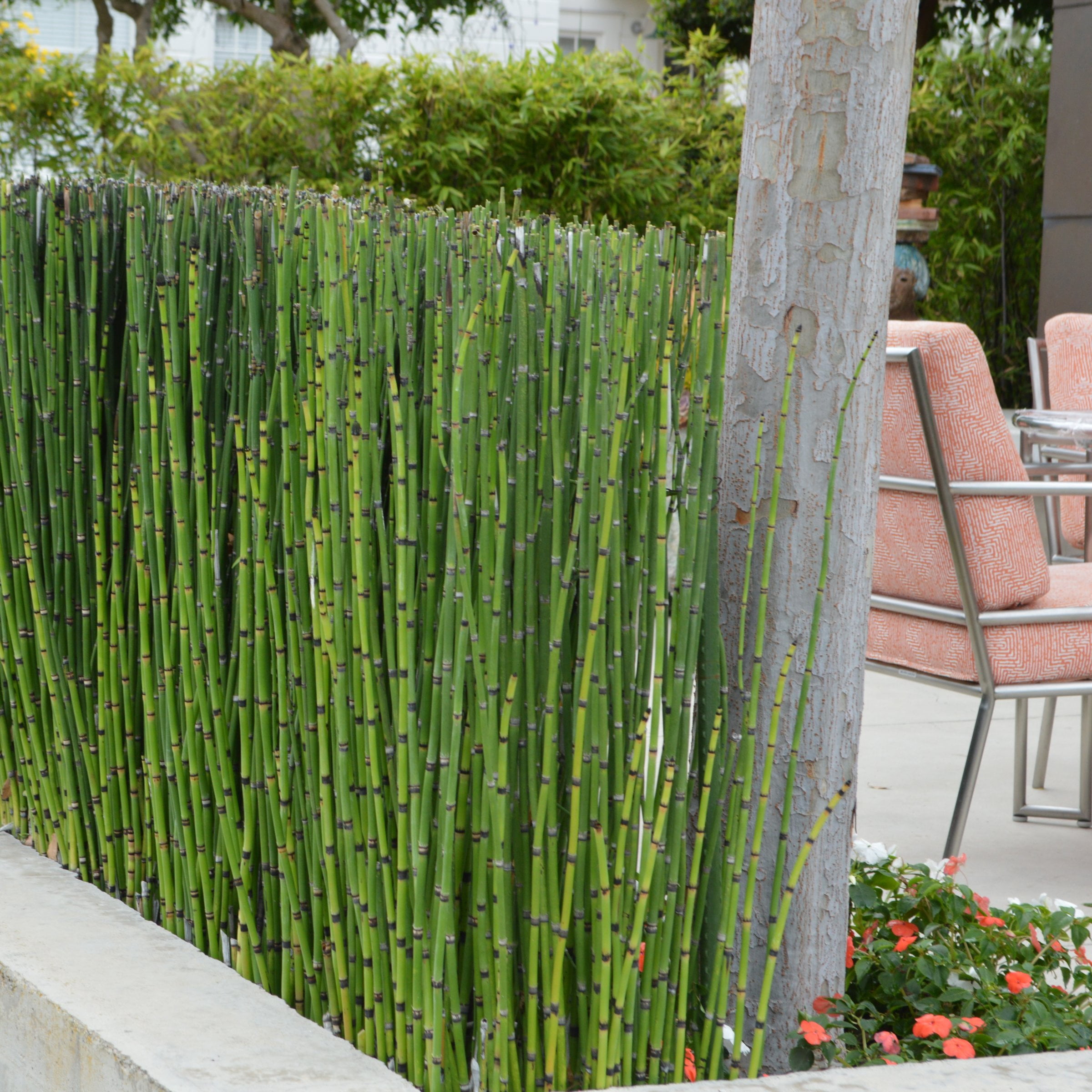 1 gal. Equisetum Horsetail Plant