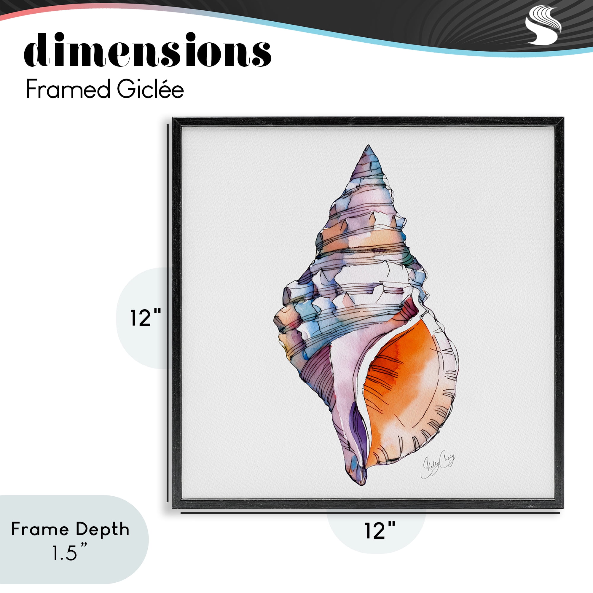 Stupell Industries Sunrise Conch Shell Black Framed Giclee Art, design by Shelly Craig