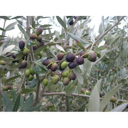 Chemlali Olive Tree - Tree of Peace - Olea europaea  - 4" POT