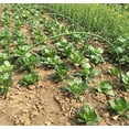 thumbnail image 4 of Agfabric Rust-free Hoops for Grow Tunnel, 5ft long, Pack-6 thicker and stronger Steel with Plastic Coated Hoops,Plant Cover &Frost Blanket for Season Extension Greenhouse Support, 4 of 5