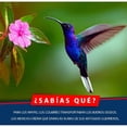 thumbnail image 2 of Alimento Nectar Colibrí 2 Litros Listo Para Usar Red Kite FL9222, 2 of 2