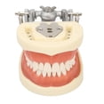 thumbnail image 2 of Modelo de dientes estándar Enseñanza dental Demostración de tipodonto estándar Modelo de dientes de encía blanda con 32 dientes, 2 of 14
