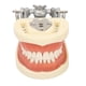 thumbnail image 2 of Modelo de dientes estándar Enseñanza dental Demostración de tipodonto estándar Modelo de dientes de encía blanda con 32 dientes, 2 of 14
