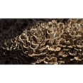 thumbnail image 3 of shiyou-: Spores Maitake Dancing Mushrooms Seeds Mycelium Spawn Substrate for Planting, 3 of 4