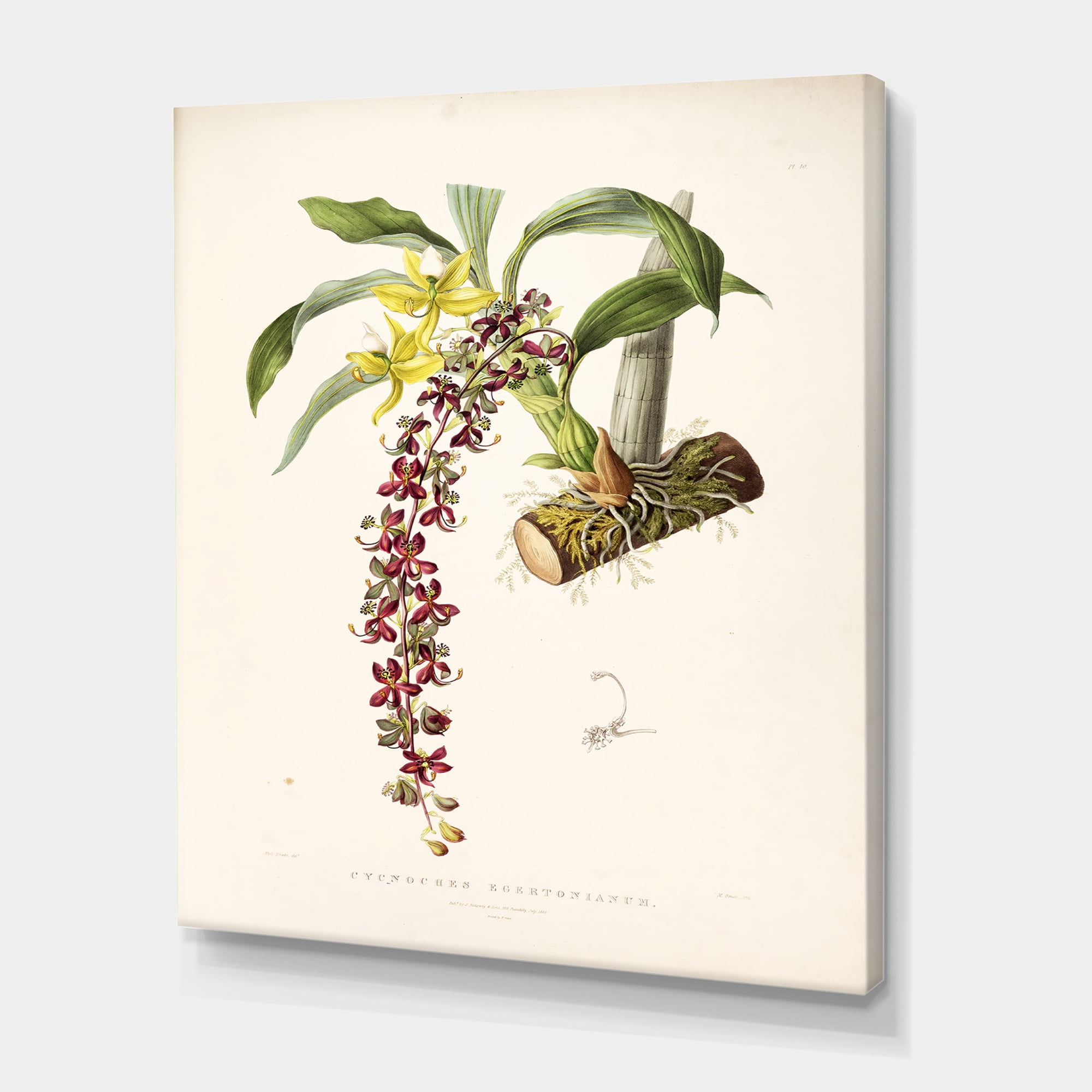 Designart ' Ancient Flower II ' Traditional Canvas Wall Art Print