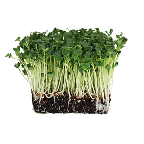 Daikon Radish Sprouting Seeds: 4 Oz - Non-GMO Diakon Radish Seeds for Microgreens, Vegetable Gardening