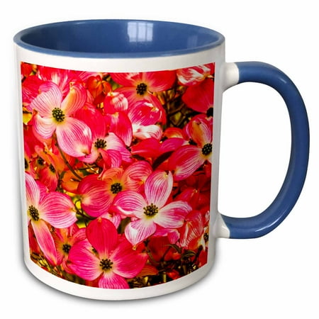 3drose, Red Flowering Dogwood Tree Blooming. Native to North America, 15oz Two-tone Blue Mug