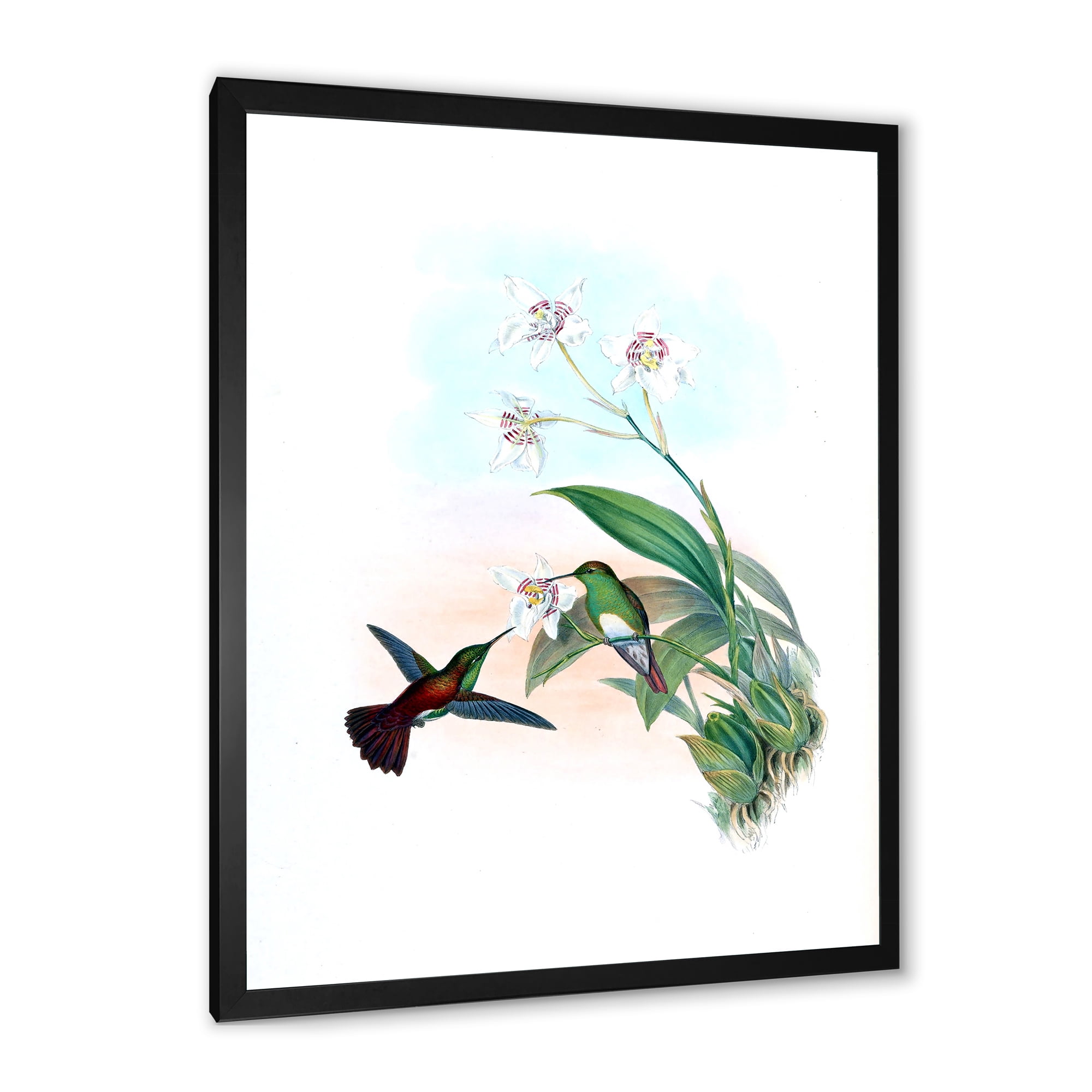 Designart 'Historic Hummingbird Flying To A Flower' Traditional Framed Art Print