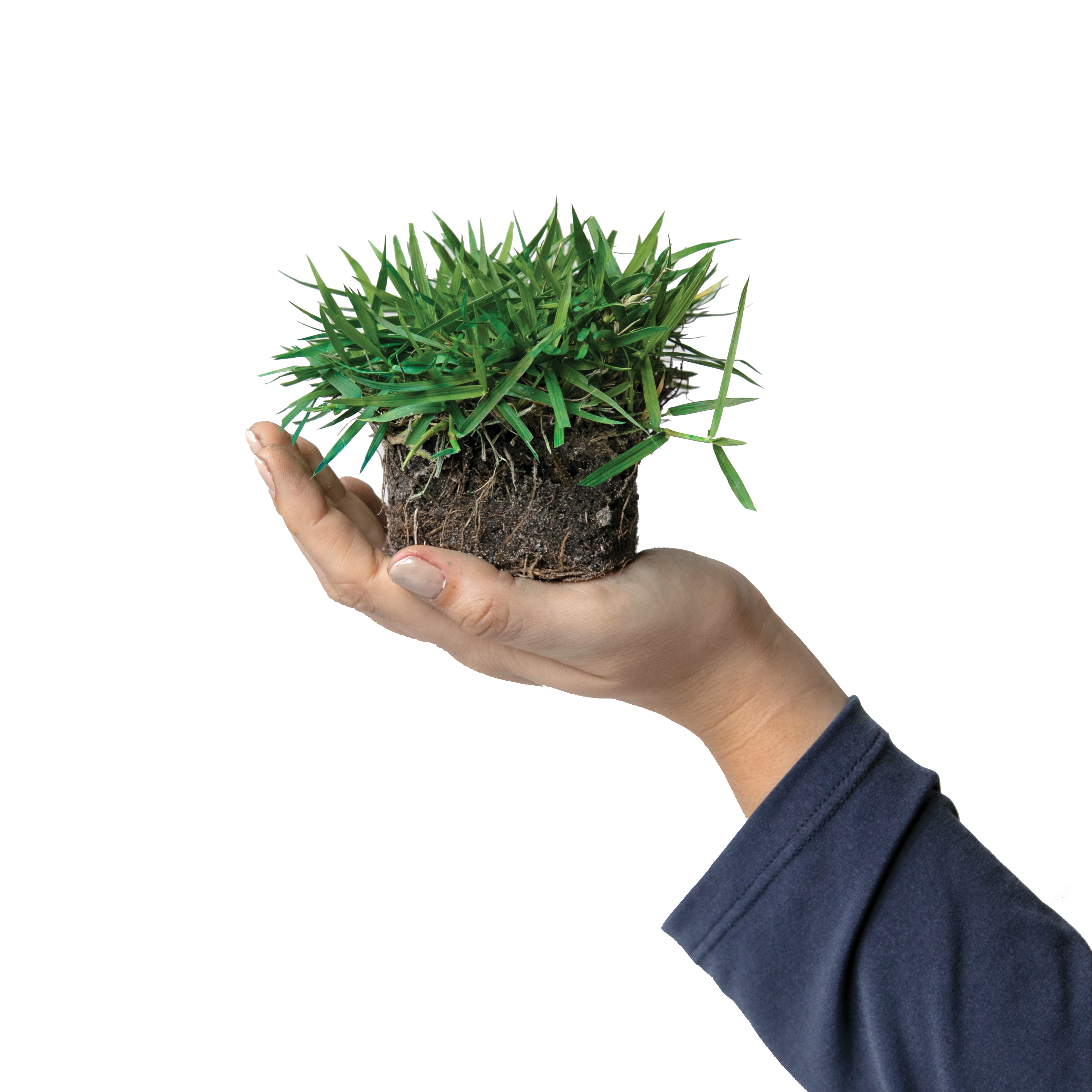 SodPods Zoysia Grass Plugs (32 Count) Natural, Affordable Lawn Improvement
