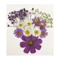 thumbnail image 1 of Flores secas prensadas naturales Macarena 13X para álbumes de recortes DIY, 1 of 8