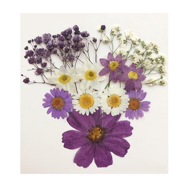 Flores secas prensadas naturales Macarena 13X para álbumes de recortes DIY