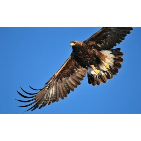 Framed Art For Your Wall Soaring Golden Eagle Raptor Flight Bird Flying 10x13 Frame