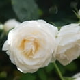 Heirloom Roses White Rose Bush Easy Spirit™ Floribunda Rose Plant