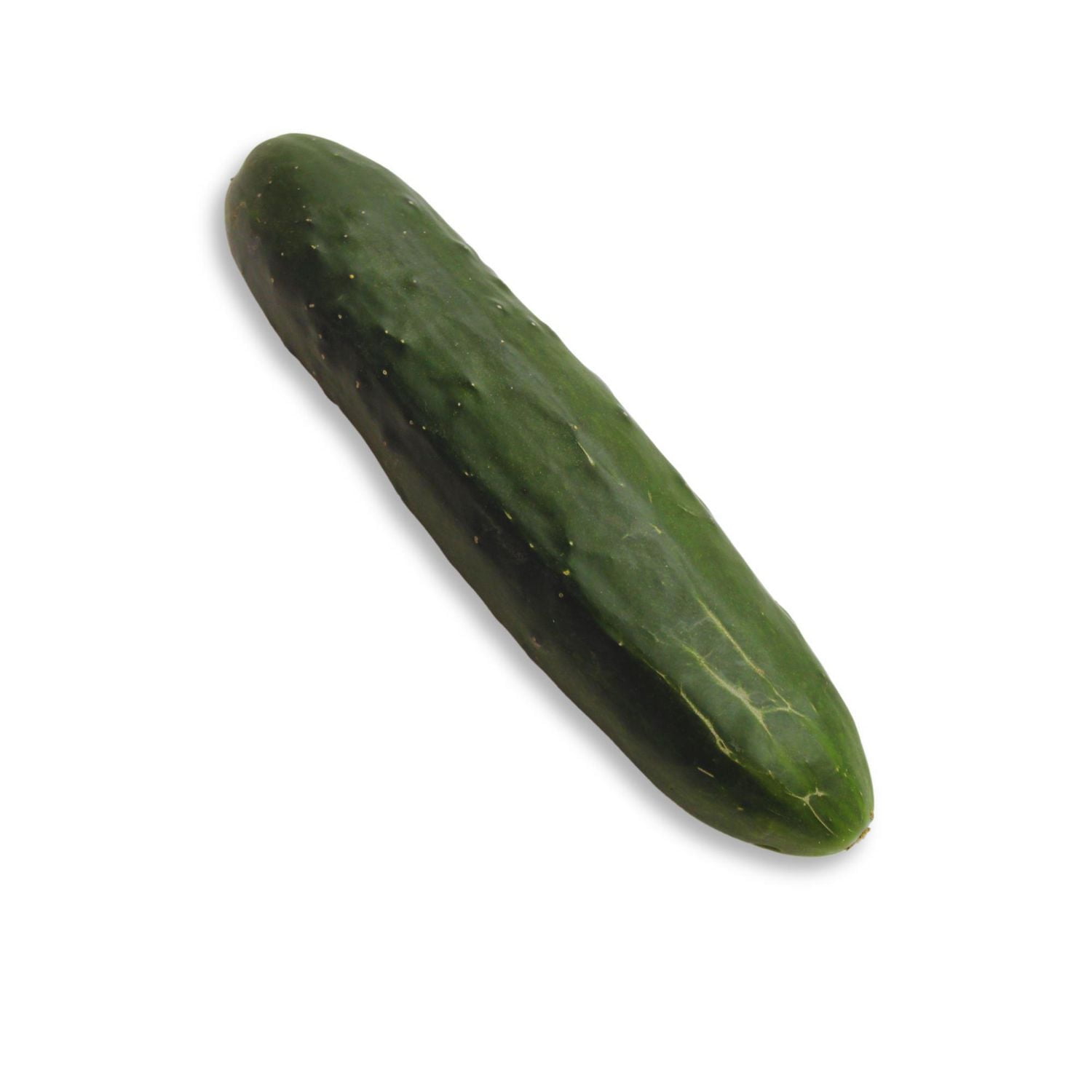 Field Cucumber