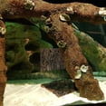 thumbnail image 3 of 4Pcs Gecko Tank Accessories Cork Bark Flat Multi 5.9*5.9*0.8in, 3 of 8