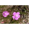 thumbnail image 5 of 100 FALSE SLENDERLEAF FOXGLOVE Purple Gerardia Agalinis Tenuifolia Flower Seeds, 5 of 7