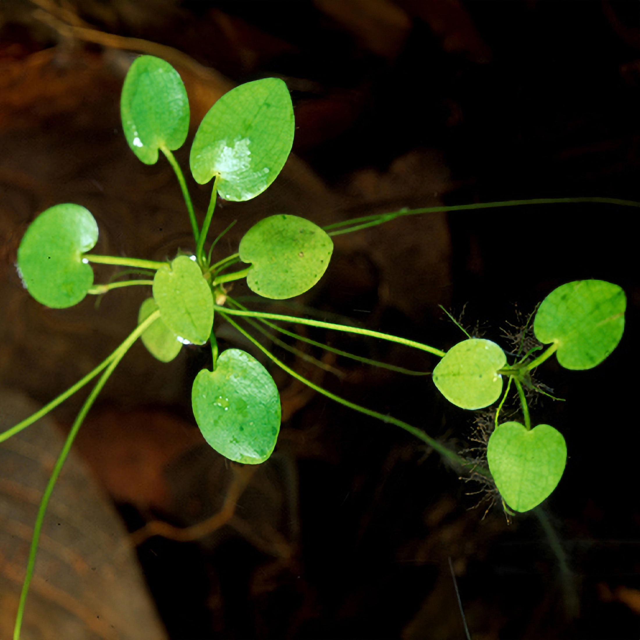 AquaMeadow Frogbit Surface Plant 3ct