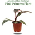 thumbnail image 2 of American Plant Exchange Pink Princess Philodendron, Live Exotic Plant, 4-Inch Pot, Vining Easy Care Houseplant, 2 of 6