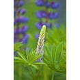 thumbnail image 2 of Rotenberg, Nancy 23x32 White Modern Wood Framed Museum Art Print Titled - ME, Acadia NP Lupine bud starting to bloom, 2 of 4